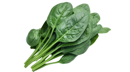 Harvesting fresh spinach leaves farm field food photography natural lighting close-up healthy eating concept