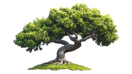 Captivating oak tree in lush green grass nature scene vibrant environment artistic perspective serenity concept