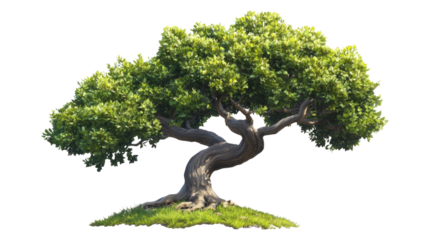 Captivating oak tree in lush green grass nature scene vibrant environment artistic perspective serenity concept