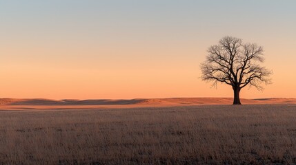 Obraz premium A lone tree stands in a field during the golden hour