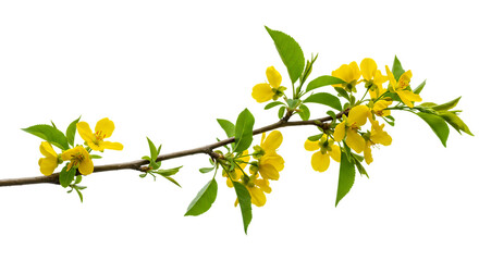 Obraz premium Tropical Yellow Blossoms and Green Leaf Twig On Transparent Background