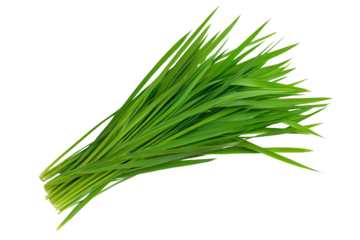 A clump of orchard grass with thick, green blades, isolated on transparent background, PNG file.