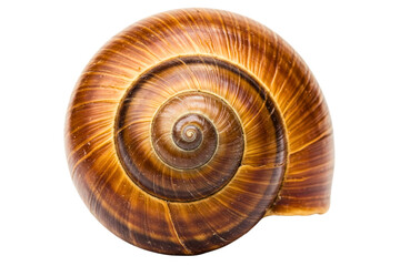 Brown spiral snail shell isolated on a transparent background