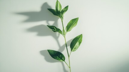 Green vitality: Isolated plant sprig casting shadows on a clean, bright backdrop