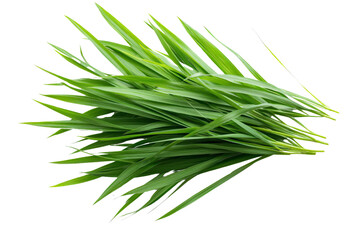 Fototapeta premium A clump of tall green grass with soft, thin blades, isolated on transparent background, PNG file.