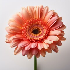 a bunch of Gerbera