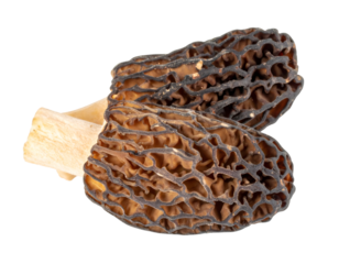 Dried Morel Mushrooms Isolated on Transparent Background