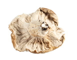 Dried snow fungus isolated on transparent background, close up, high detail