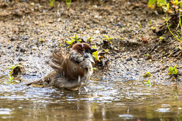 Ein Feldsperling (Passer montanus) nimt ein Bad 