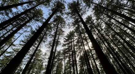 Fototapeta premium Tall Pine Trees in Forest Sunlight Upward View