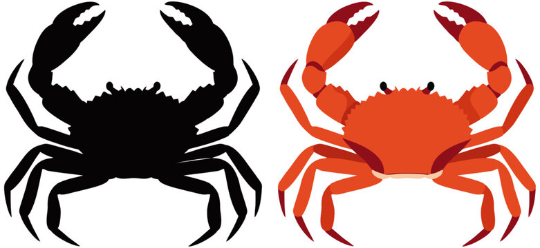 Vector illustration of crab shown in side view with both detailed and silhouette