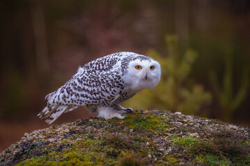 The snowy owl (Bubo scandiacus), also known as the polar owl, the white owl and the Arctic owl, is...