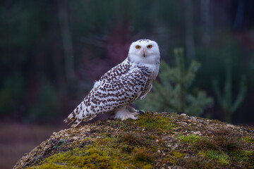 The snowy owl (Bubo scandiacus), also known as the polar owl, the white owl and the Arctic owl, is a large, white owl of the true owl family. Flying.