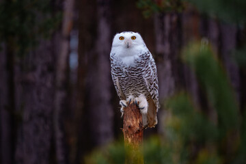 The snowy owl (Bubo scandiacus), also known as the polar owl, the white owl and the Arctic owl, is a large, white owl of the true owl family. Flying.