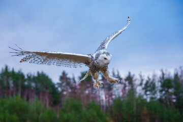The snowy owl (Bubo scandiacus), also known as the polar owl, the white owl and the Arctic owl, is a large, white owl of the true owl family. Flying.