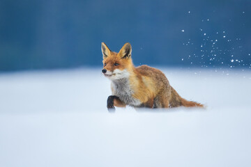 Red fox (Vulpes vulpes) with a bushy tail and orange fur coat isolated on white background running through the freshly fallen snow in winter in Czech reoublic.