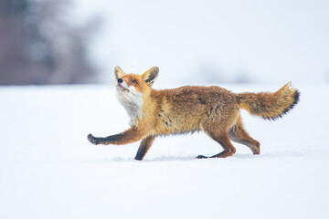 Red fox (Vulpes vulpes) with a bushy tail and orange fur coat isolated on white background running through the freshly fallen snow in winter in Czech reoublic.