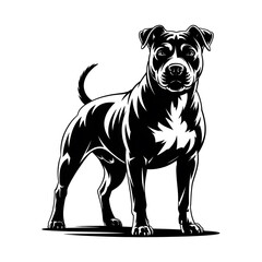 Obraz premium A cute black and white terrier puppy, a domestic canine portrait, sits isolated against a white background in a studio