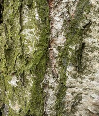 Close-up view of textured tree bark showcasing natural moss and intricate patterns in a forest setting