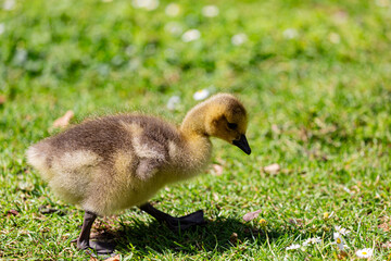 Canadian gosling on grass field