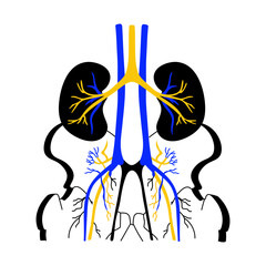 A drawing style illustration showing kidneys function 

