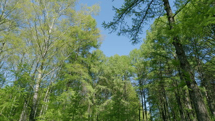 Obraz premium Lush and vibrant Green Forest Canopy set beautifully under a Clear and bright Blue Sky