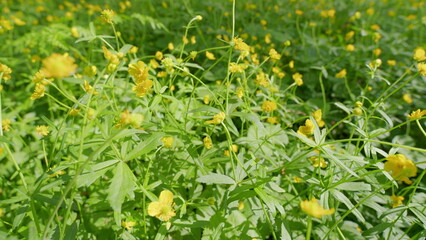 Vibrant Yellow Wildflowers Amid Lush Greenery Create a Beautiful Scene in Nature