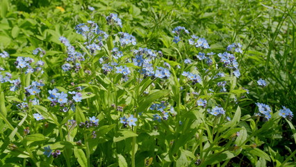 Stunning and Vibrant Blue Wildflowers Flourishing in Full Bloom During the Season