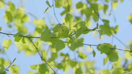 Lush Fresh Green Leaves Gently Swaying Against a Clear and Bright Blue Sky Above