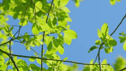 Lush green leaves contrast beautifully with a clear blue sky, vibrant and serene