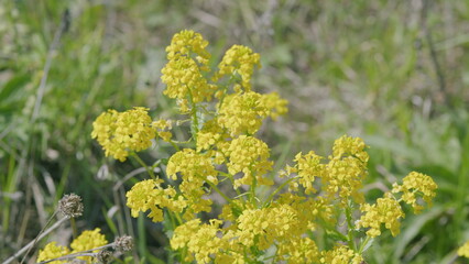 A Meadow Filled with Vibrant and Colorful Yellow Wildflowers Blooming Beautifully in the Open Field