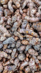 The image shows a close-up, high-angle view of a large pile of fresh turmeric roots. The turmeric pieces vary in size and shape, with their characteristic knobby and branched appearance.