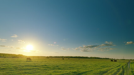 A Serene Pastoral Landscape at Sunset with Cattle Grazing Peacefully in the Fields