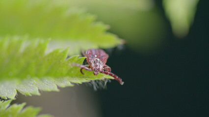 A Detailed CloseUp Image of a Tick Resting on a Leaf in Its Natural Habitat and Environment