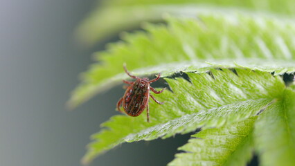CloseUp Image of a Tick Sitting on a Green Leaf in Its Natural Environment Outdoors