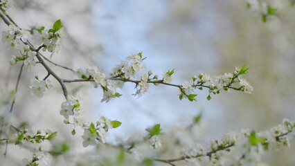 Stunning and Beautiful Spring Blossoms Gracefully Blooming on a Branch in Full Bloom