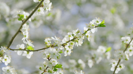 The Beautiful Blossoming of White Flowers on Tree Branches During the Spring Season