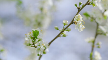 A Blossoming Tree Branch with Beautiful White Flowers Flourishing in the Spring Season