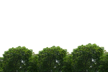 Green Tree, tree leaves  On a white background wallpaper there 