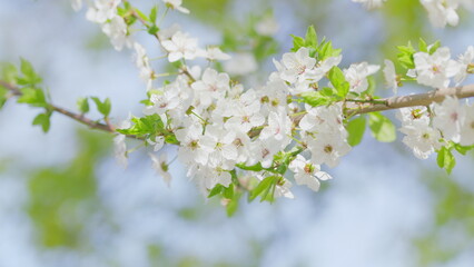 A Beautiful Blossom Branch adorned with White Flowers under the Bright Sunny Daylight