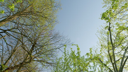 A Beautiful Canopy of Trees Beneath a Clear and Bright Sky Filled with Sunshine and Light