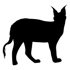 The sleek black silhouette of a caracal cat standing