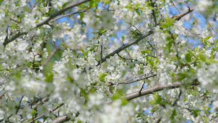 Cherry trees in spring bloom with vibrant colors and delicate petals, bringing joy to nature