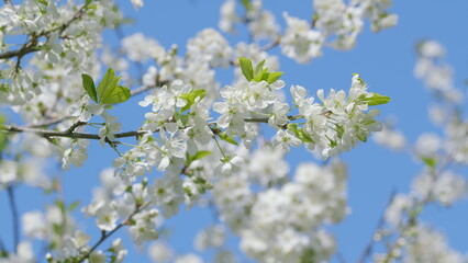 A stunning view of beautiful Cherry Blossom branches set against a clear blue sky
