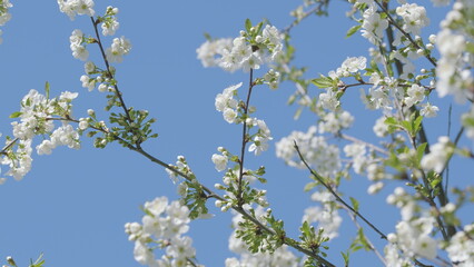Exquisite White Blossoms Set Against a Stunningly Clear Blue Sky in a Peaceful Setting