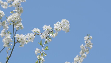 A Stunningly Vibrant Display of Blooming White Flowers Set Against a Bright Blue Sky Above