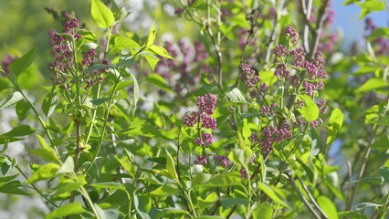 A stunning display of lush green foliage combined with vibrant purple flowers in natures beauty