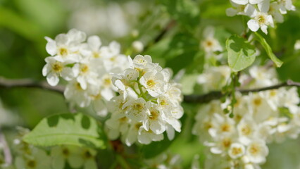 The Elegant White Flower Blossoms Beautifully During the Wonderful Season of Springtime