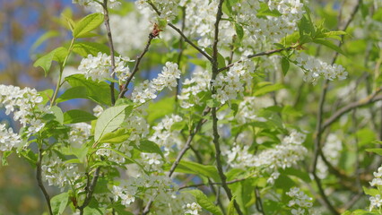 A Beautifully Blooming White Flowering Tree in Springtime, Full of Life and Color