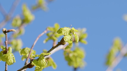 Spring Greenery on a Clear Blue Sky, showcasing the beauty of blooming plants in nature